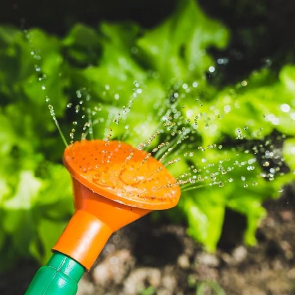 watering-plants-with-a-watering-can.jpg